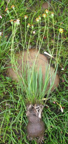 Othonna stenophylla
