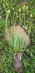 Othonna stenophylla