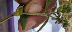 Oreocarya suffruticosa setosa