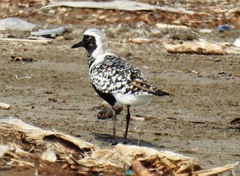 Pluvialis squatarola
