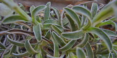 Helichrysum chionosphaerum