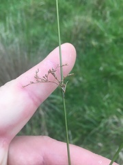Juncus usitatus