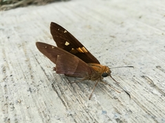 Aguna asander asander