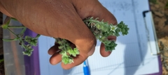 Oreocarya suffruticosa setosa