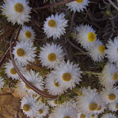 Helichrysum chionosphaerum
