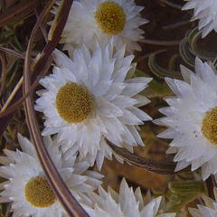 Helichrysum chionosphaerum