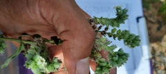 Oreocarya suffruticosa setosa