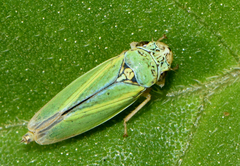 Graphocephala lugubris