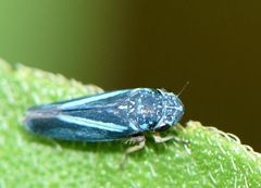 Graphocephala lugubris