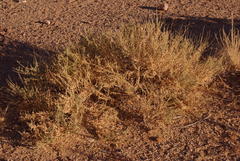 Caroxylon nollothense