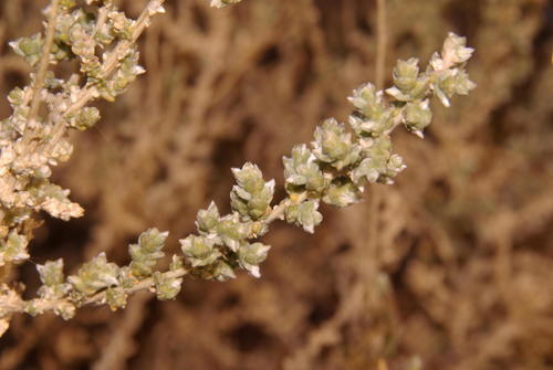 Dune Ganna (Caroxylon nollothense)