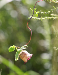 Codonopsis ussuriensis