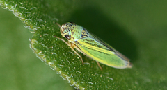 Graphocephala lugubris