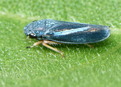 Graphocephala lugubris