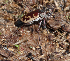 Ellipsoptera sperata