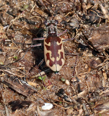 Ellipsoptera sperata