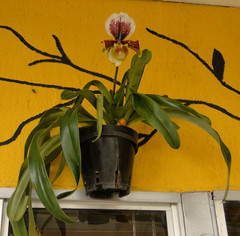 Paphiopedilum