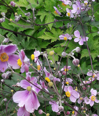 Eriocapitella × hybrida