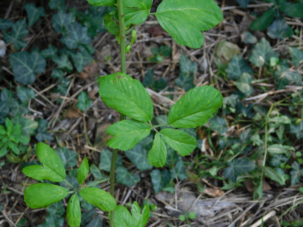 Rubus ibericus