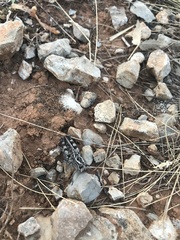 Calliptamus barbarus