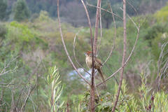 Sphenoeacus afer afer