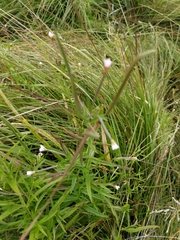 Epilobium palustre