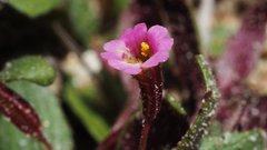 Erythranthe rubella