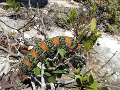 Nudaurelia cytherea