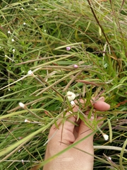 Epilobium palustre