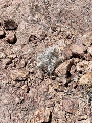 Dasyochloa pulchella