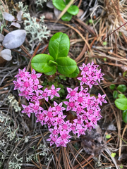 Hylotelephium cyaneum