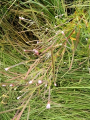 Epilobium palustre