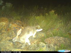 Lepus capensis capensis