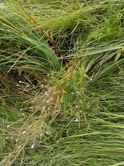 Epilobium palustre