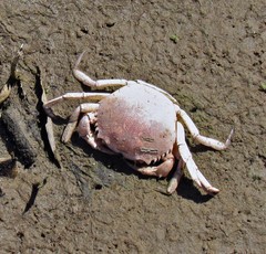 Dilocarcinus pagei