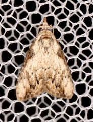 Nola pleurochorda