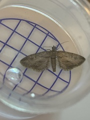 Eupithecia phoeniceata