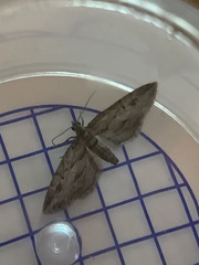 Eupithecia phoeniceata