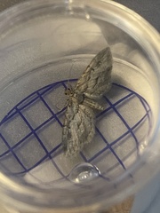 Eupithecia phoeniceata