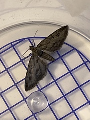 Eupithecia phoeniceata