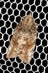 Etanna clopaea