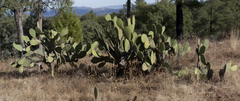 Opuntia durangensis