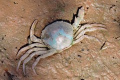 Dilocarcinus pagei