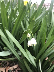 Leucojum