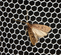 Lecithocera imprudens