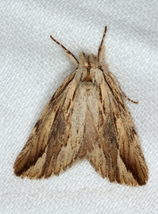 Ecnomodes sagittaria