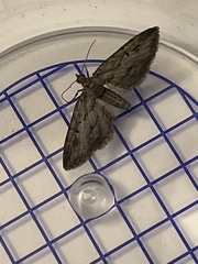 Eupithecia phoeniceata