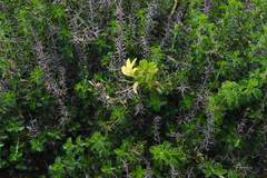 Barleria rotundifolia