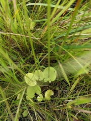 Parnassia palustris