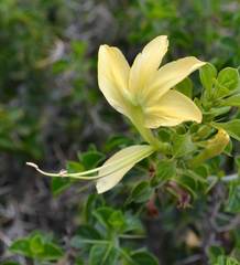 Barleria rotundifolia